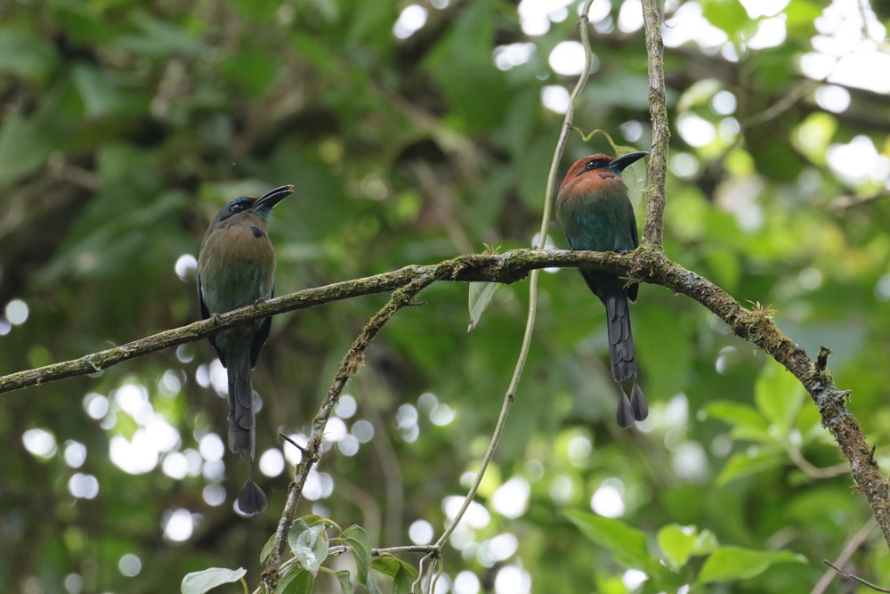 Keel-billed and Broad-billed Motmot